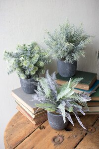 fern succulents with grey pots