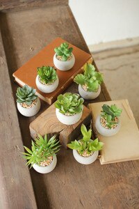 small succulents with cement pots