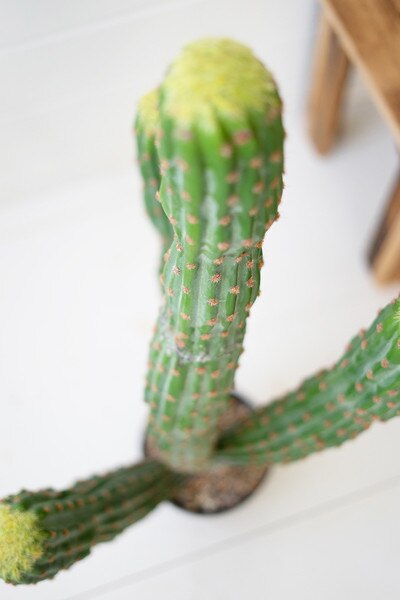 Artificial Multi-Trunk Cactus in a Plastic Pot - Top View Detail