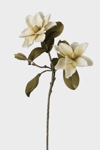 latex magnolia botanica flower