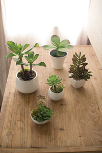 set of 5 artificial succulents with white ceramic pots