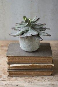 SUCCULENT WITH CEMENT POT