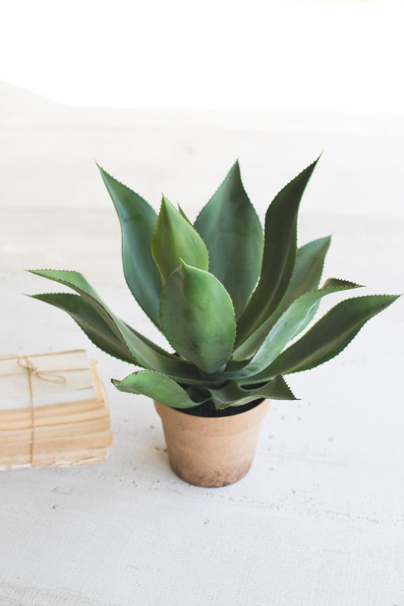 Amazon.com : KODIBO Large Tequila Rustic Sculpture, Agave