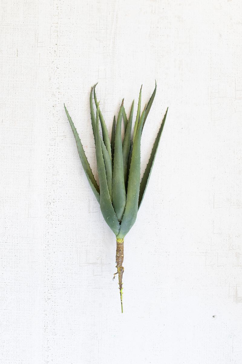 aloe plant stem aloe plant stem
